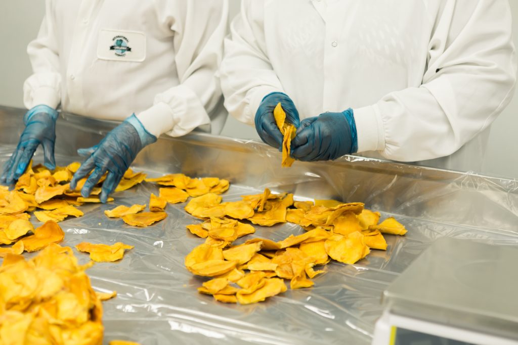 Two people in factory environment wearing blue gloves handling dried mango