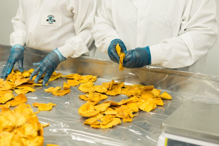 Two people in factory environment wearing blue gloves handling dried mango